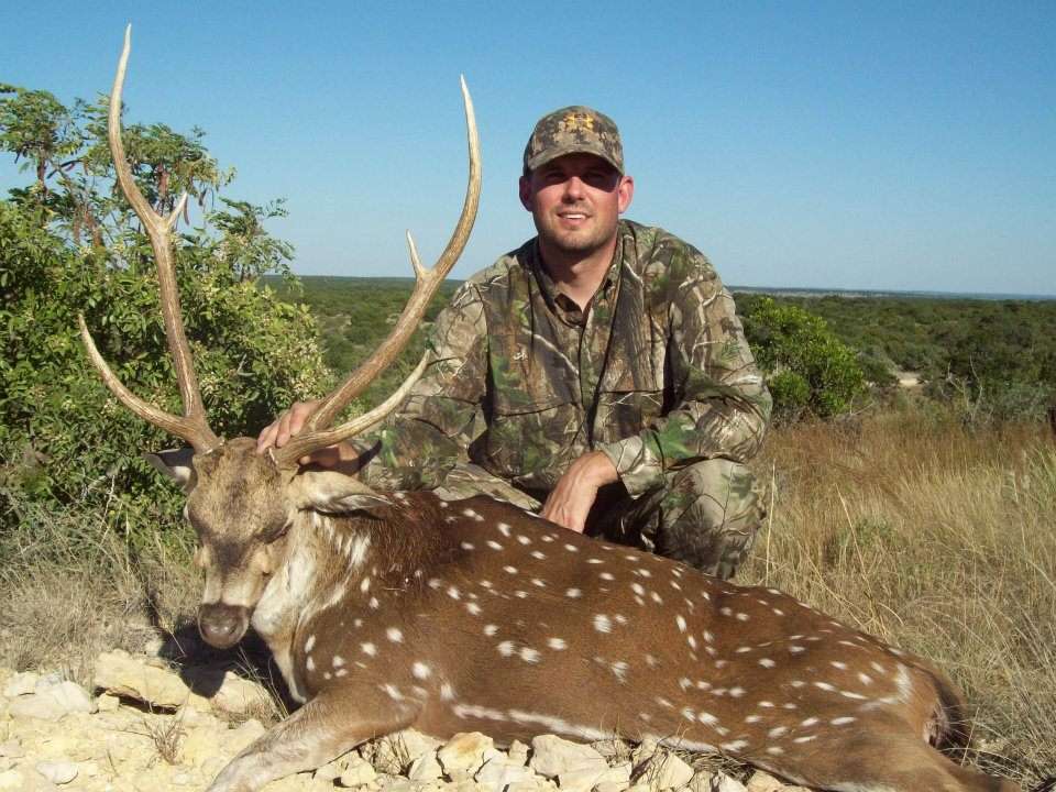 Axis Deer Axis Deer
